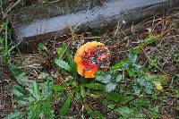 Amanita muscaria image