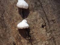 Schizophyllum commune image