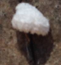 Schizophyllum commune image