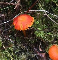 Hygrocybe miniata image