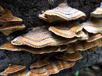 Trametes versicolor image