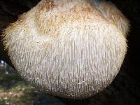 Hericium erinaceus image