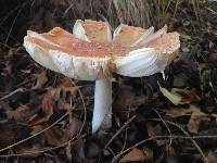 Amanita muscaria image