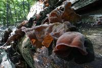 Auricularia auricula-judae image