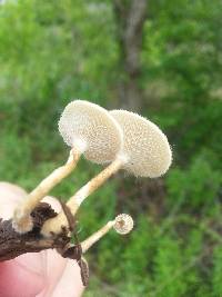 Polyporus tricholoma image