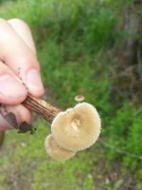 Polyporus tricholoma image