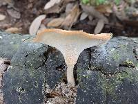 Polyporus tricholoma image