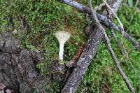 Clitocybe gibba image