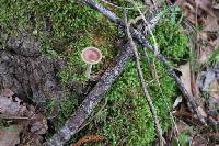 Clitocybe gibba image