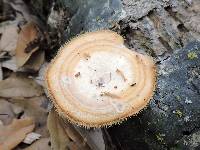 Polyporus tricholoma image