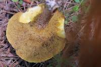 Suillus granulatus image