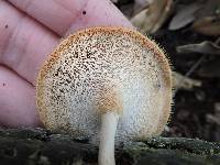 Polyporus tricholoma image