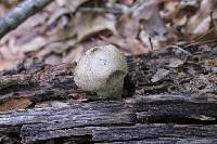 Lycoperdon pyriforme image