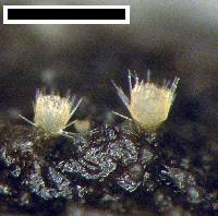 Image of Lasiobolus cuniculi