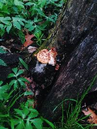 Polyporus squamosus image