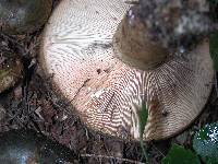 Lactarius turpis image