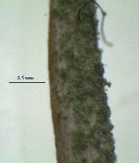 Cladonia subulata image