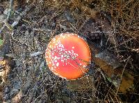 Amanita muscaria image