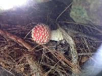 Amanita muscaria image