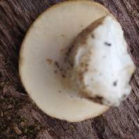 Polyporus squamosus image