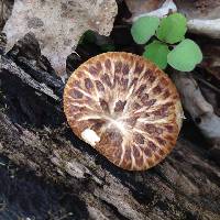 Polyporus squamosus image