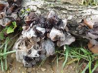 Auricularia auricula-judae image