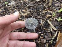 Coprinopsis lagopus image