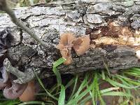 Auricularia auricula-judae image