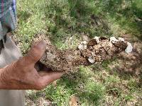 Trametes versicolor image