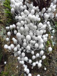 Coprinellus disseminatus image