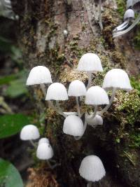 Coprinellus disseminatus image