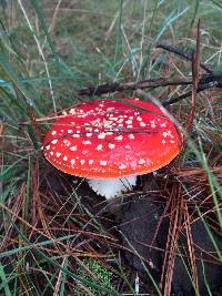 Amanita muscaria image