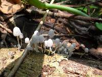 Coprinellus disseminatus image