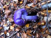 Cortinarius porphyroideus image