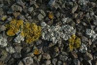 Xanthoria parietina var. parietina image