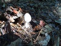 Amanita bisporigera image