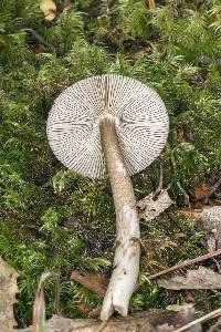 Amanita pekeoides image