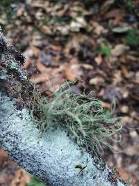 Usnea hesperina image