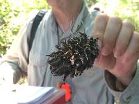 Xylaria magnoliae image