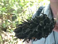 Xylaria magnoliae image