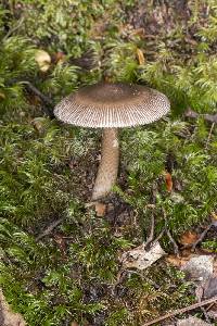 Amanita pekeoides image