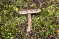 Amanita pekeoides image