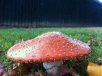 Amanita muscaria image