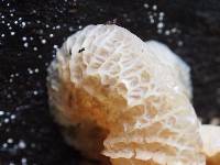 Image of Auricularia delicata