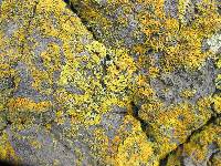 Xanthoria parietina var. parietina image