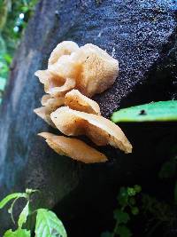 Auricularia delicata image