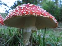 Amanita muscaria image