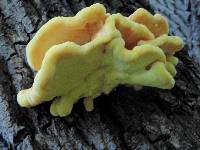 Laetiporus sulphureus image