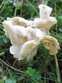 Helvella crispa image