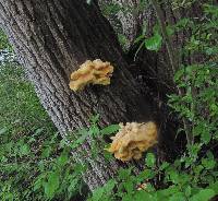 Laetiporus sulphureus image